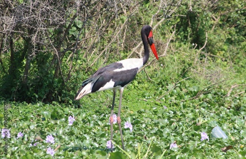 Saddle-billed Stork (Ephippiorhynchus senegalensis), aka Saddlebill, Kazinga Channel, Queens Elizabeth National Park, Uganda, Africa. photo