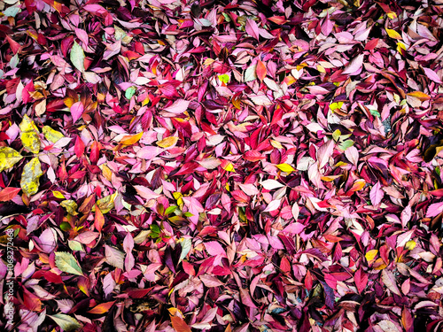 A pile of red and yellow leaves on the ground. The leaves are scattered and mixed together, creating a colorful and natural scene. Concept of autumn and the beauty of nature.