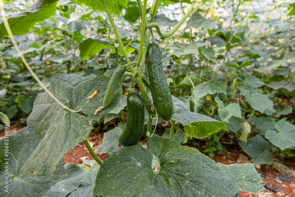 Fresh cucumbers in the greenhouse