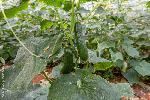 Obraz na płótnie Fresh cucumbers in the greenhouse w salonie