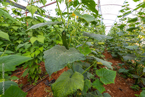 Obraz na płótnie Fresh cucumbers in the greenhouse w salonie