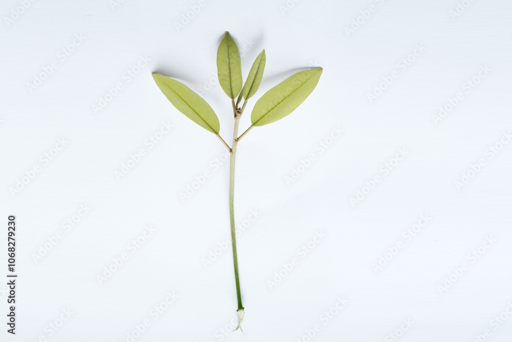 Fototapeta premium young leaf shoots isolated on white background