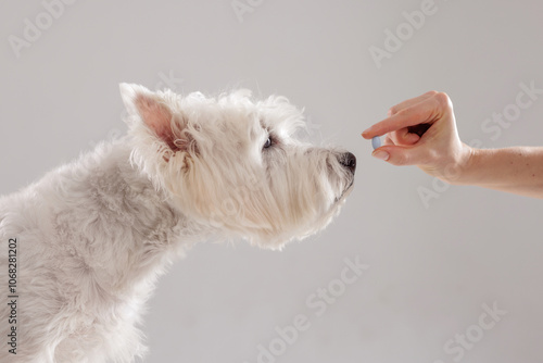 veterinarian giving pill to white dog close up in veterinary clinic, dog treatment