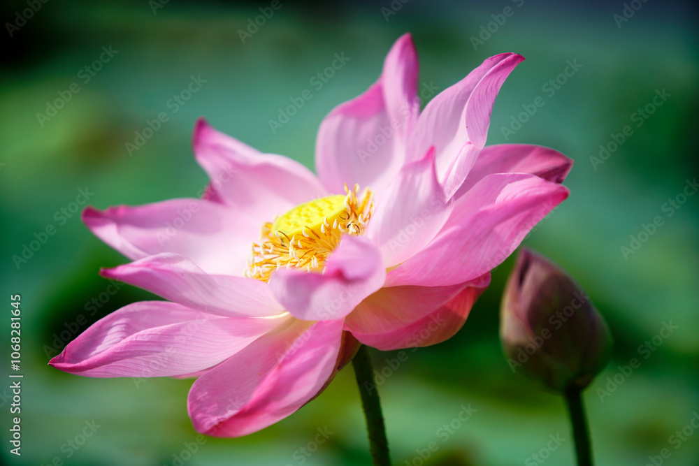Beautiful Pink Lotus Flower with Green Background Beautiful Pink Lotus Flower with Green Background