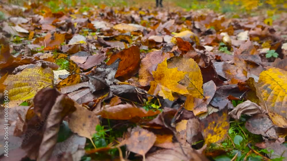 Low angle view of yellow, brown fallen leaves on the ground. Man dressed in black walking in the distance on autumn forest trail, trees and bright sky in the background during daytime in 4K, Estonia. Low angle view of yellow, brown fallen leaves on the ground. Man dressed in black walking in the distance on autumn forest trail, trees and bright sky in the background during daytime in 4K, Estonia.