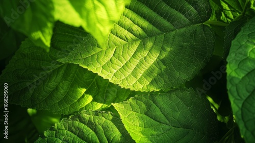 Nature's Intricate Details: Close-Up of Leaf Patterns in a Dense Forest photo