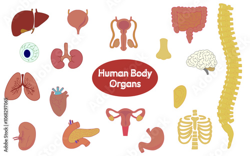 body organs clipart human body organs element