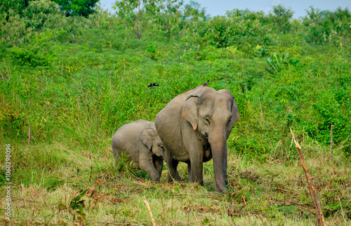Photography Elephant calf with mother at Manas Tiger Reserve, Assam