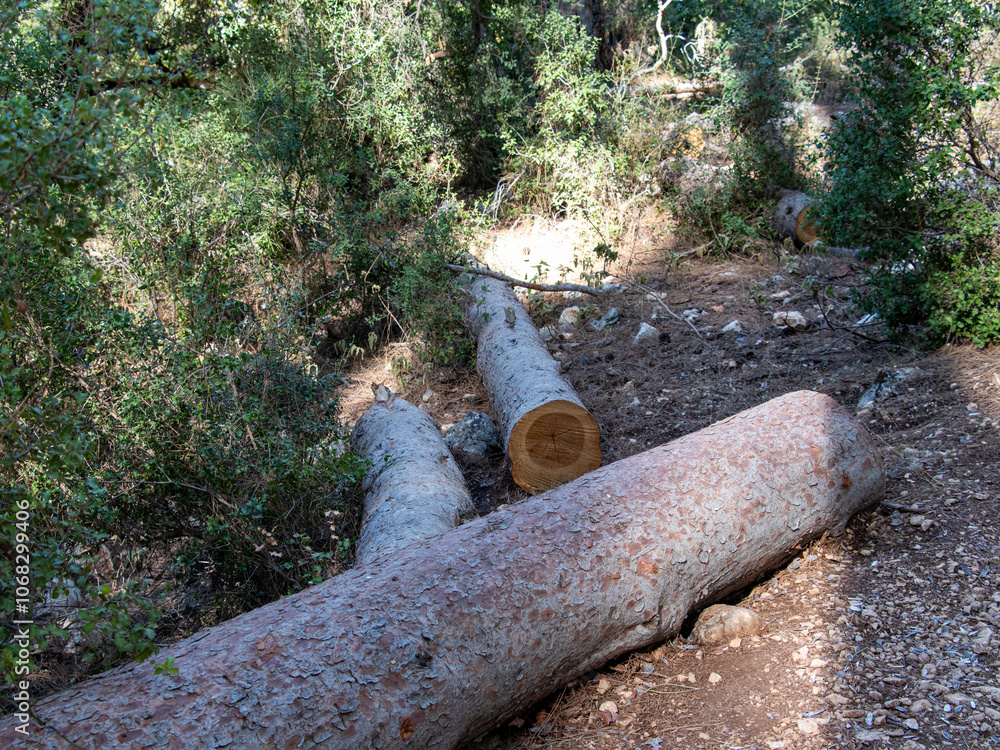 Cut down trees in the forest. Deforestation, forest destruction Cut down trees in the forest. Deforestation, forest destruction