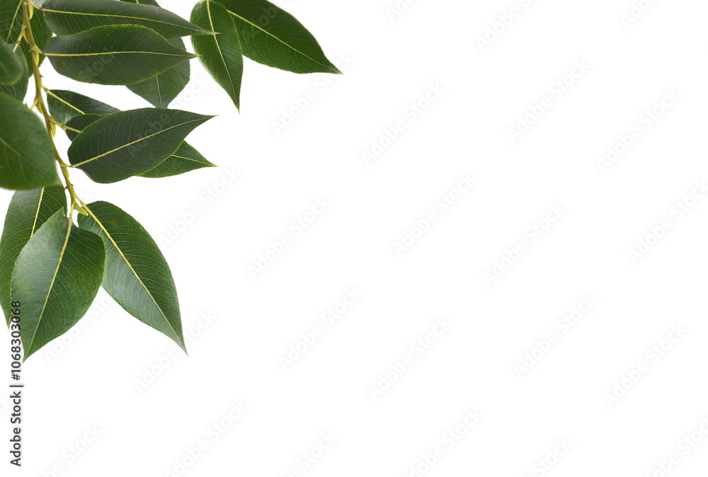 Twigs of fresh green leaves (salix) in a corner arrangement isolated on white or transparent background Twigs of fresh green leaves (salix) in a corner arrangement isolated on white or transparent background