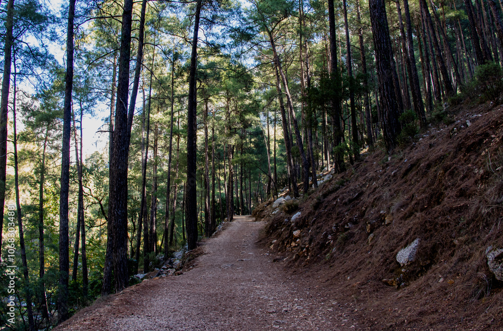 Fototapeta premium footpath in the forest