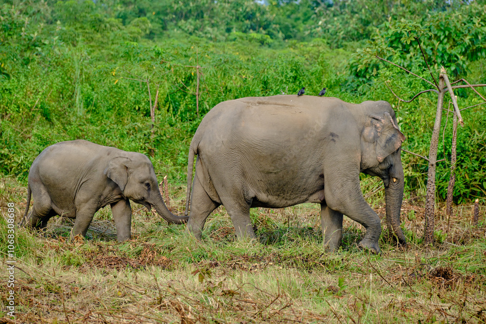 Elephant calf follows its mother in the grasslands of Manas Tiger Reserve forest, Assam, India Elephant calf follows its mother in the grasslands of Manas Tiger Reserve forest, Assam, India
