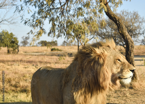 Lion King