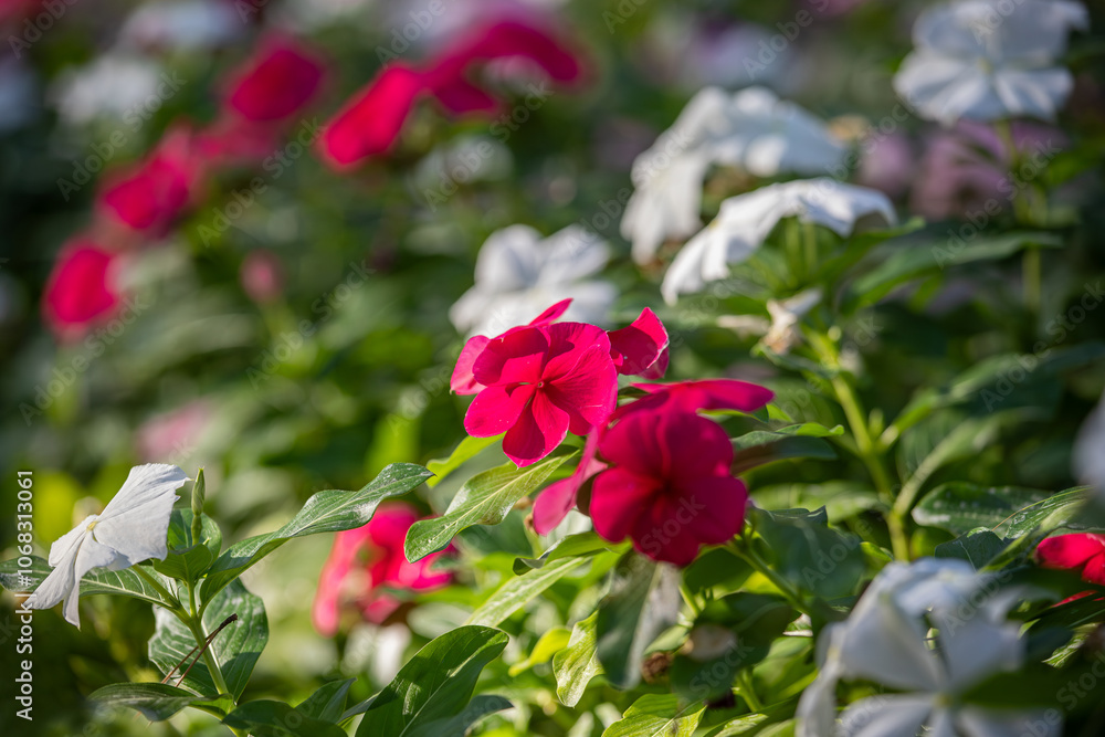 Vinca rosea flower in various colors. Fan or rosette flower.