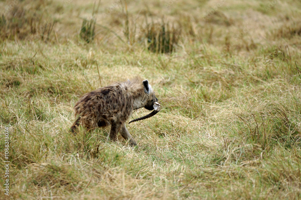 hyena in the serengeti park hyena in the serengeti park