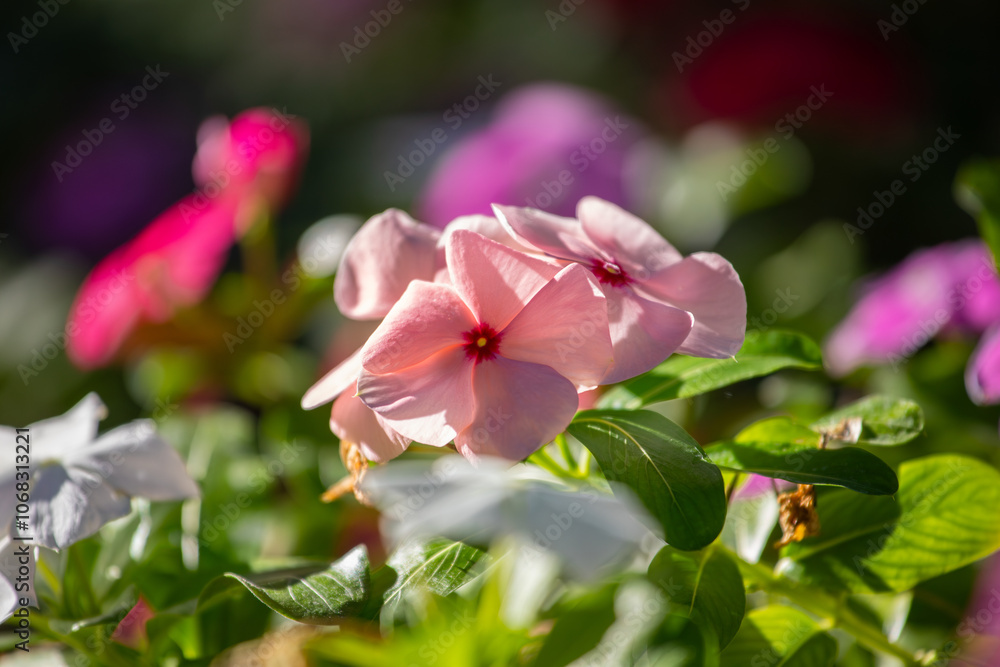 Vinca rosea flower in various colors. Fan or rosette flower.
