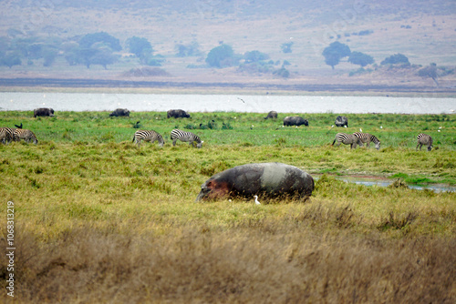 huge hippo in the serengeti photo