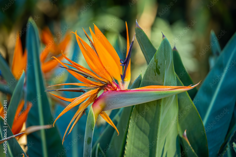 Strelitzia reginae, commonly known as strelicia or bird of paradise, is a perennial, rhizomatous herbaceous plant, about 1.20 m tall, native to South Africa.