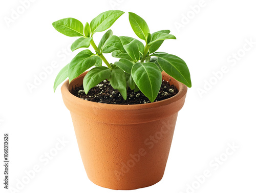 a potted plant with green leaves