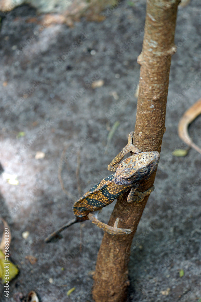 colorful chameleon on zanzibar island colorful chameleon on zanzibar island