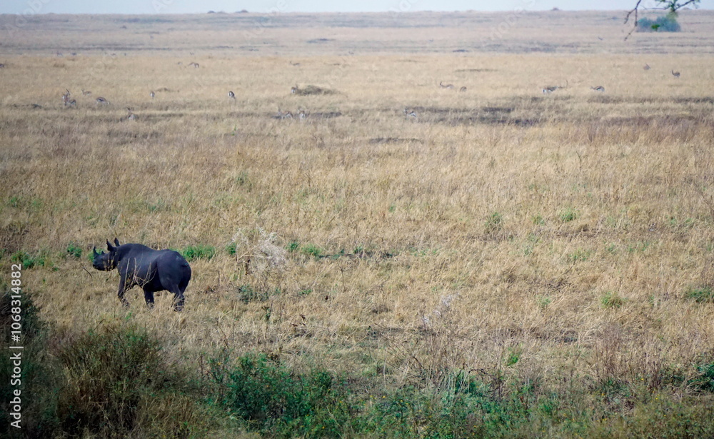 rhino in the serengeti savanna rhino in the serengeti savanna