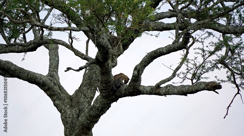 cheetah in a tree in the serengeti park cheetah in a tree in the serengeti park