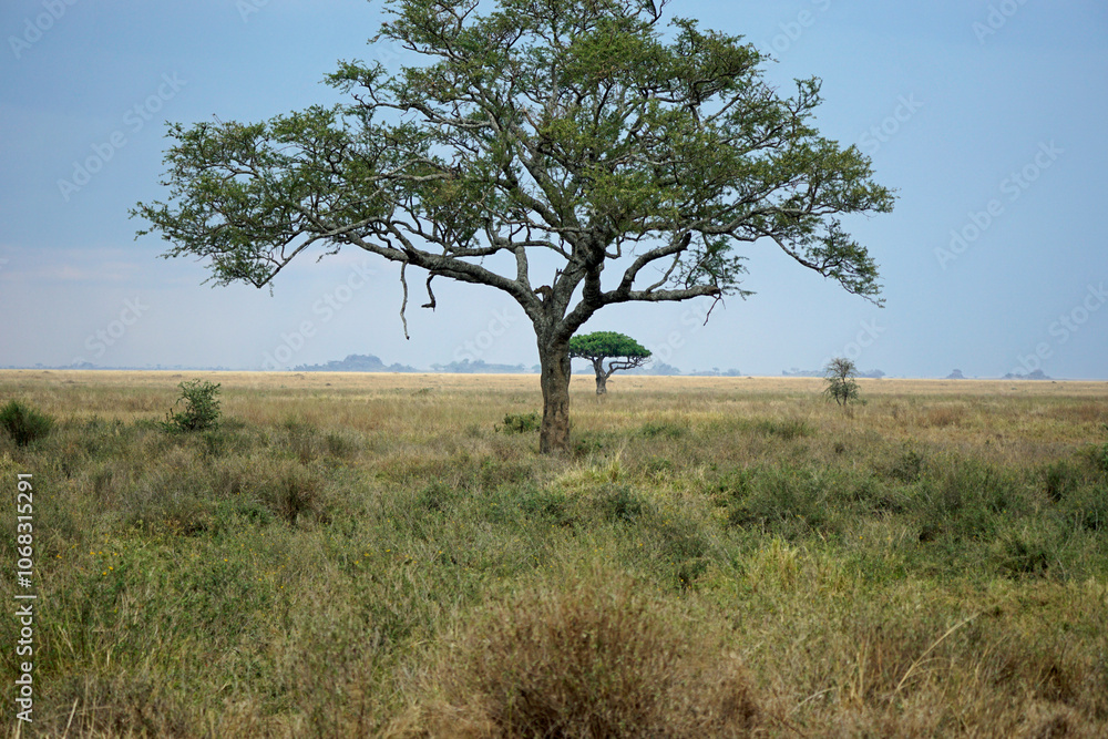 cheetah in a tree in the serengeti park cheetah in a tree in the serengeti park