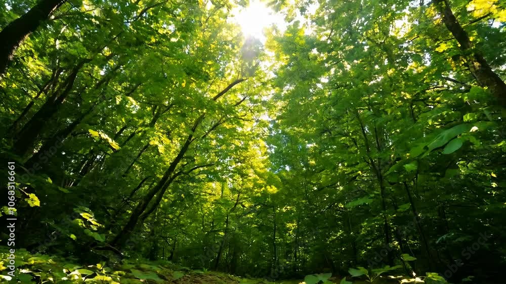 The camera slowly pans up from the ground, revealing a lush forest covered in fresh green leaves with sunbeams breaking through the canopy The camera slowly pans up from the ground, revealing a lush forest covered in fresh green leaves with sunbeams breaking through the canopy