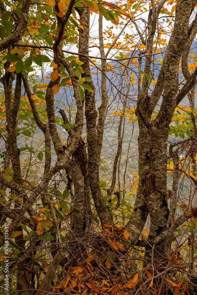 A large tree that has numerous branches and plenty of leaves on it A large tree that has numerous branches and plenty of leaves on it