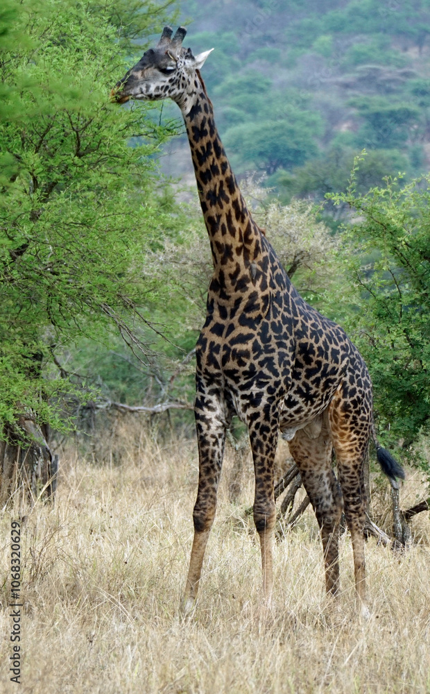 giraffe in the serengeti park giraffe in the serengeti park