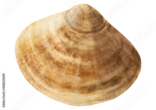 はまぐり完成春の旬食材・リアルなはまぐり1個