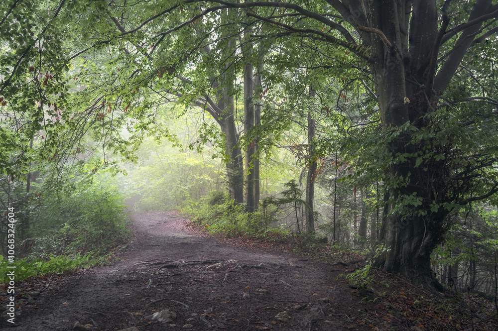Fototapeta premium Misty Path Through Lush Carpathian Forest in Poland
