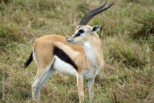 thomsons gazelle in the serengeti