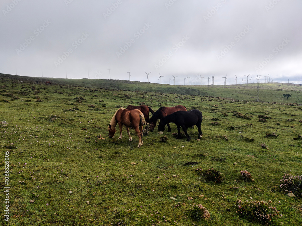 Naklejka premium The contrast between nature and technology is captured in this image of horses grazing near wind turbines