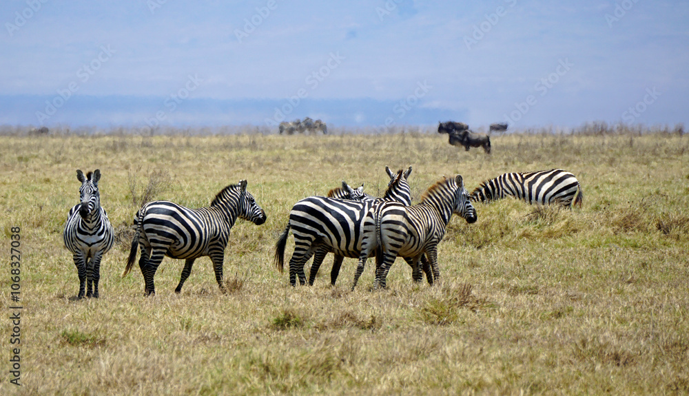 Obraz premium zebra in the serengeti park