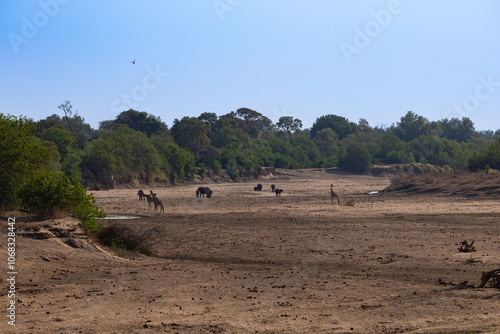Photography giraffes and elephants on a dry river