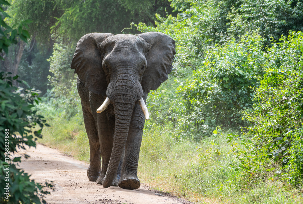 Fototapeta premium A large elephant is slowly walking down a dirt road in the woods, Tanzania