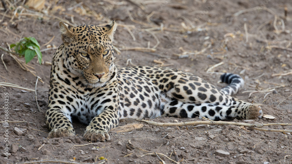a leopardess taking a nap a leopardess taking a nap