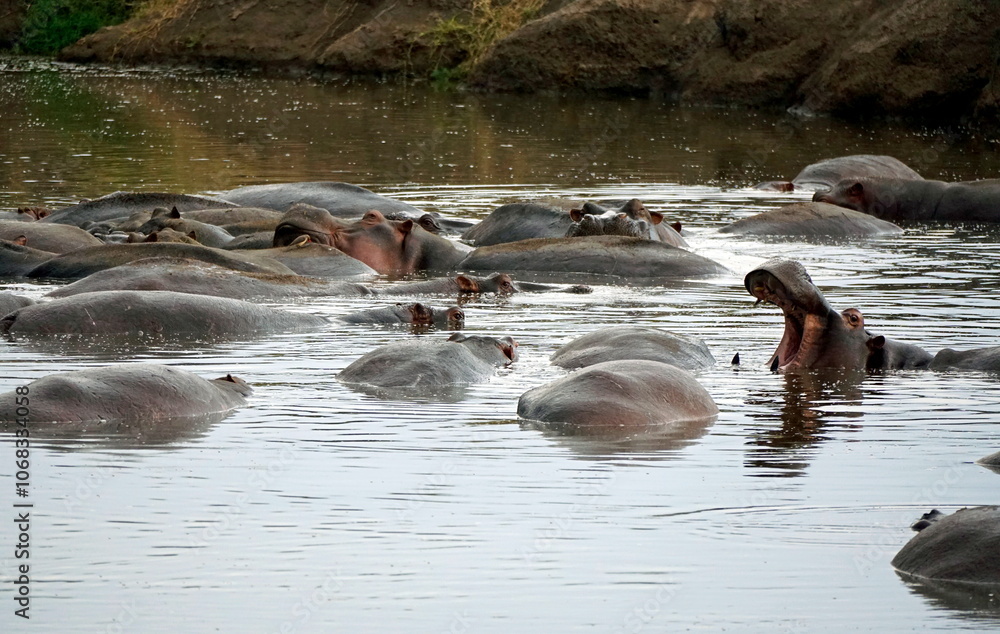 large group of hippos at a pond large group of hippos at a pond
