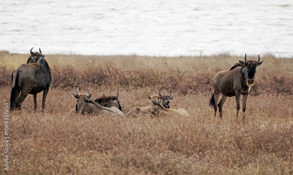 wildebeast in the serengeti park wildebeast in the serengeti park