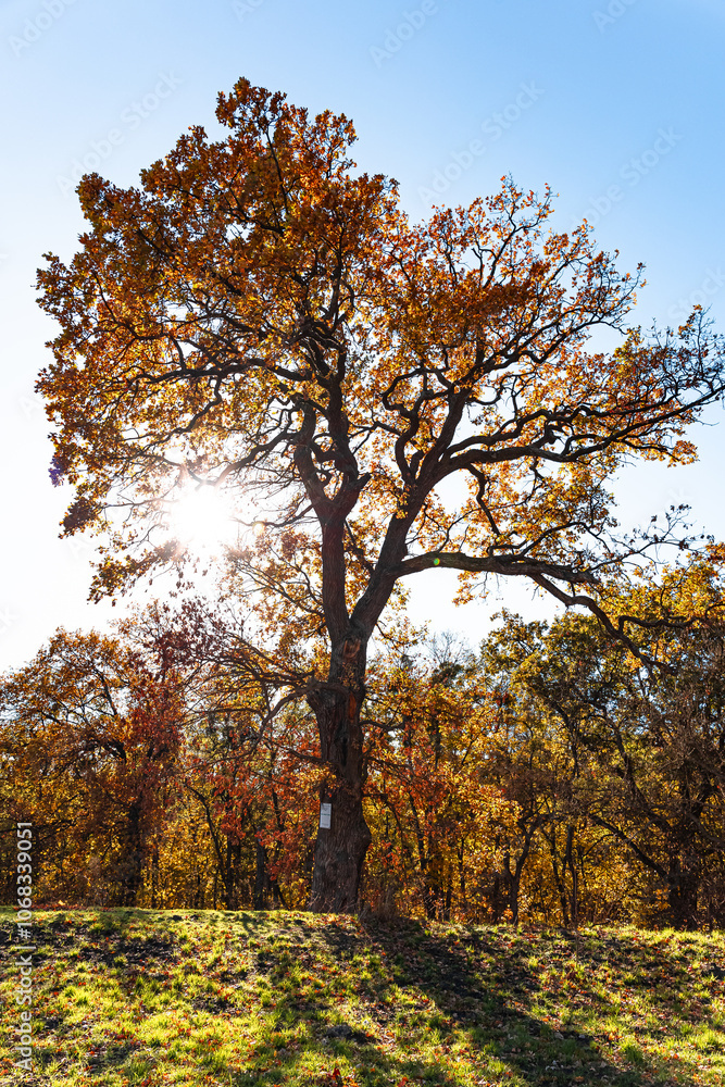Fototapeta premium Autumn tree in the park. Trees in the autumn forest