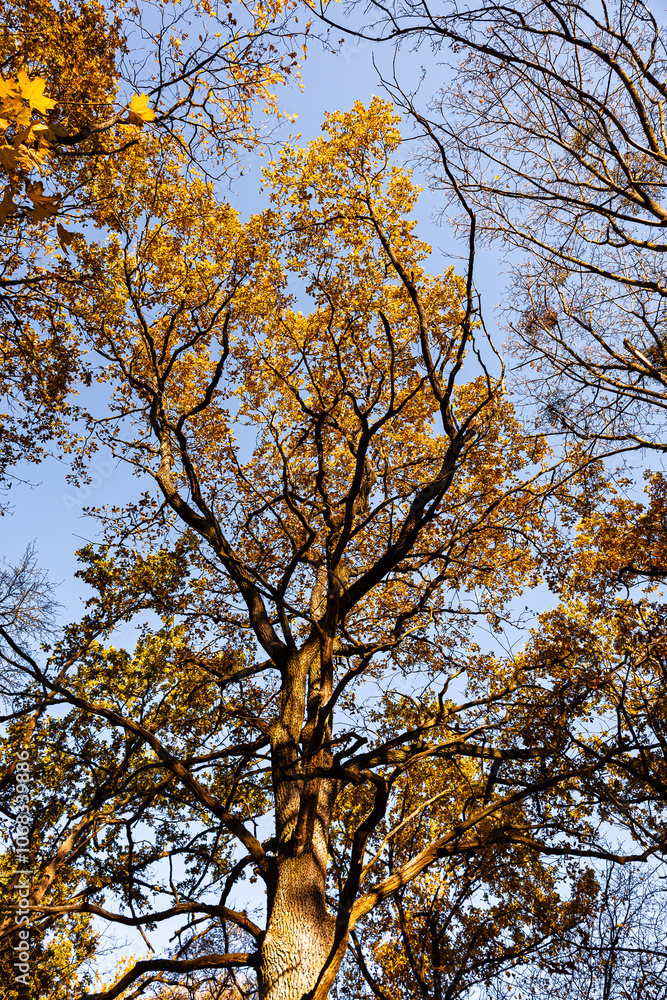 Forest landscape in autumn. The sun shines in from the side. The side light falls on a small tree in autumn leaves Forest landscape in autumn. The sun shines in from the side. The side light falls on a small tree in autumn leaves