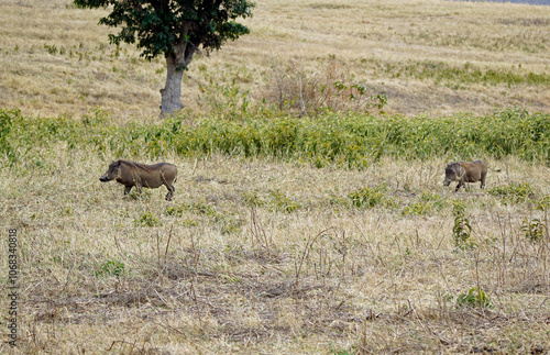 warthog in the serengeti savanna