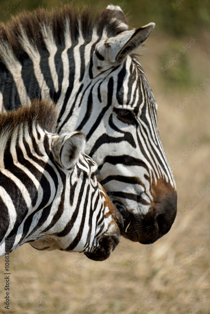 zebra in the serengeti park zebra in the serengeti park