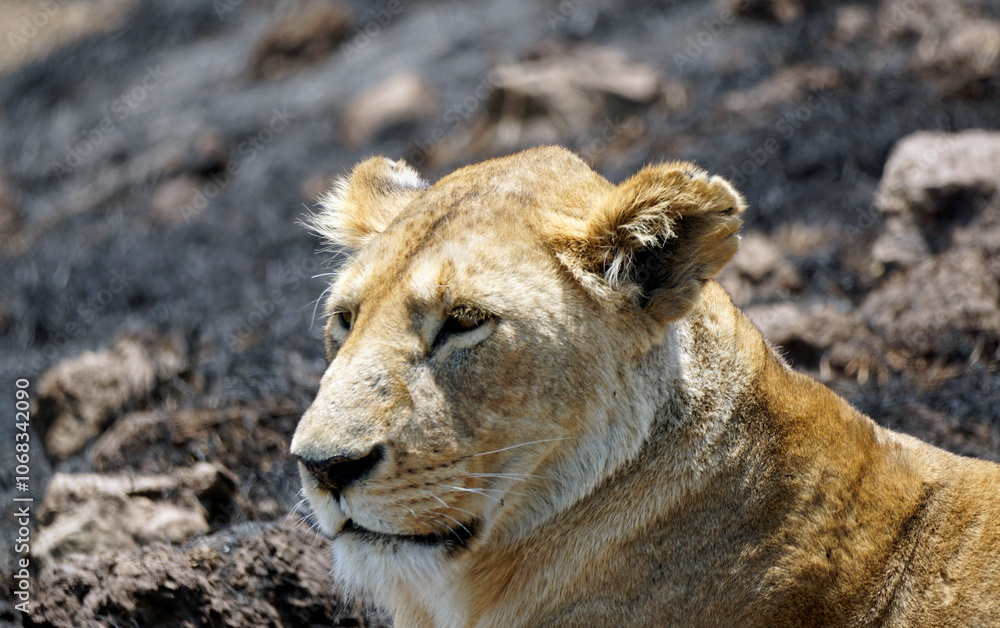 Obraz premium male and female lion lying in the savanna gras