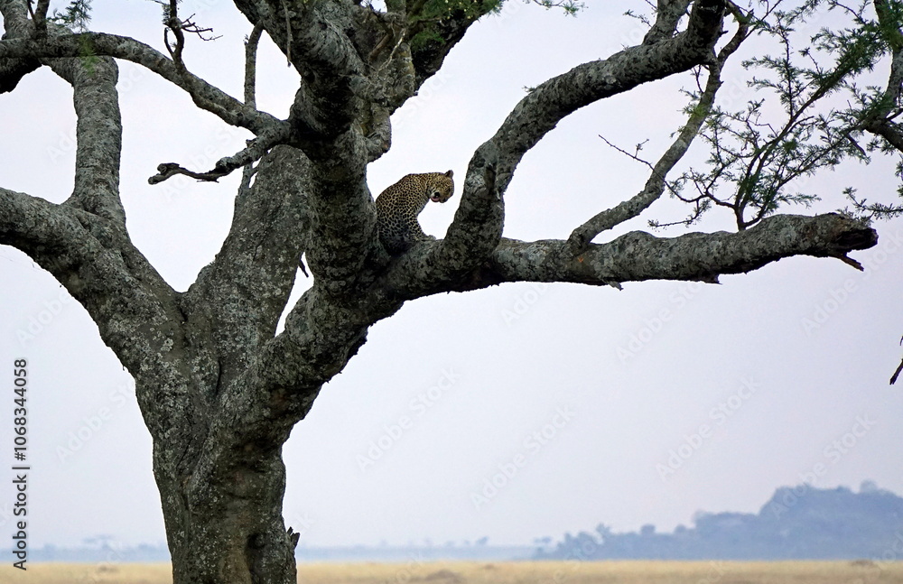 cheetah in a tree in the serengeti park cheetah in a tree in the serengeti park