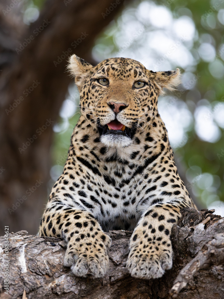 a leopard close-up in a big tree a leopard close-up in a big tree