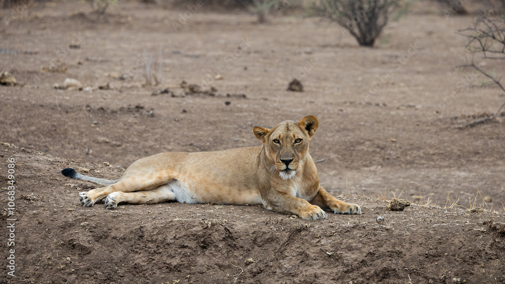 a big lioness resting in an open space a big lioness resting in an open space