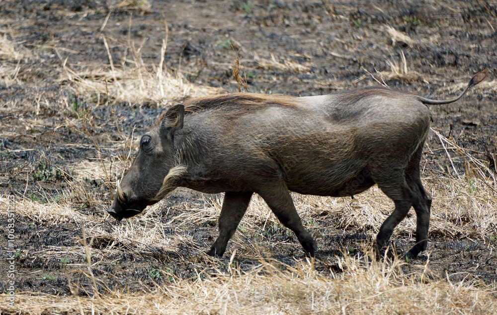 Fototapeta premium warthog in the serengeti savanna