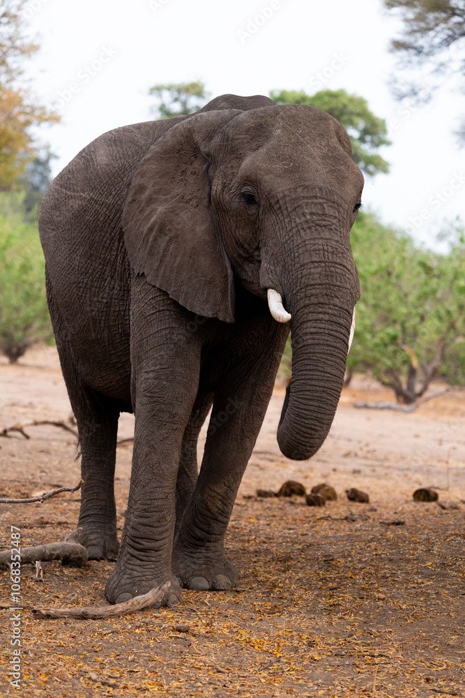 Obraz premium an African elephant feeding on leaves